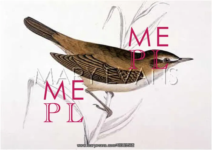  : REED-WARBLER (MORRIS)