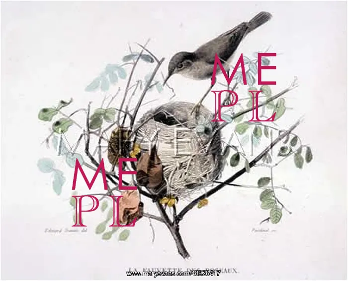: REED WARBLER (TRAVIES) : REED WARBLER (TRAVIES)