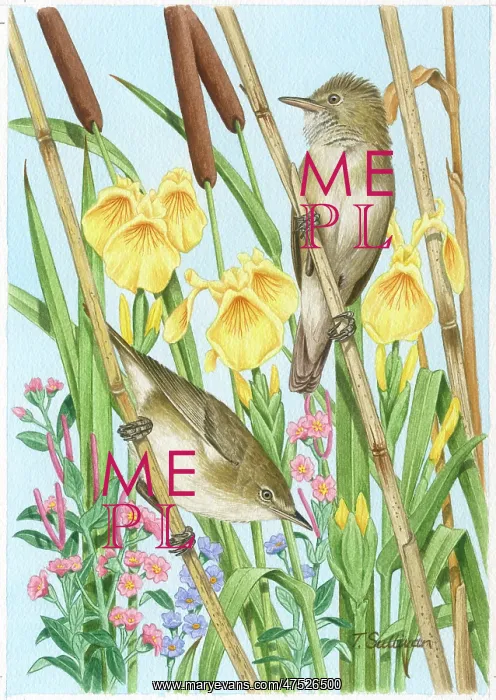 : Two Reed Warblers on Bullrushes : Two Reed Warblers on Bullrushes