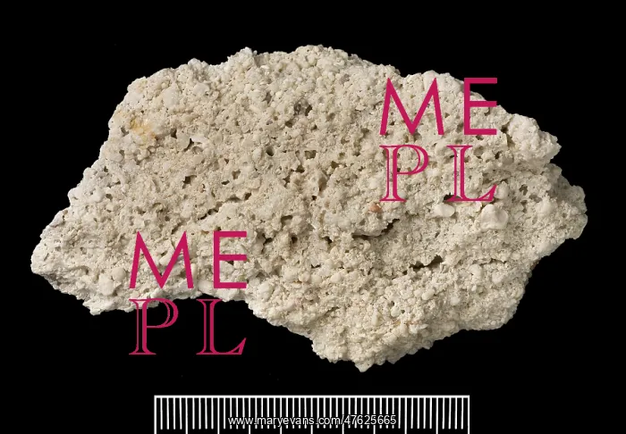 : Reef rock. This specimen was collected by Charles Darwin in 1836 : Reef rock. This specimen was collected by Charles Darwin in 1836