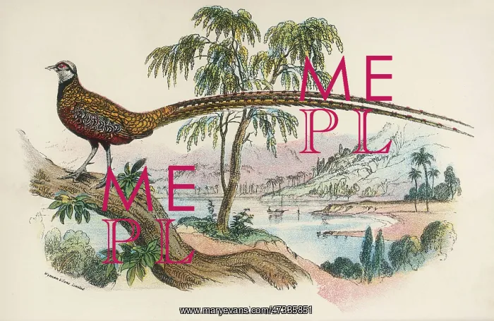 : REEVES'S PHEASANT : REEVES'S PHEASANT