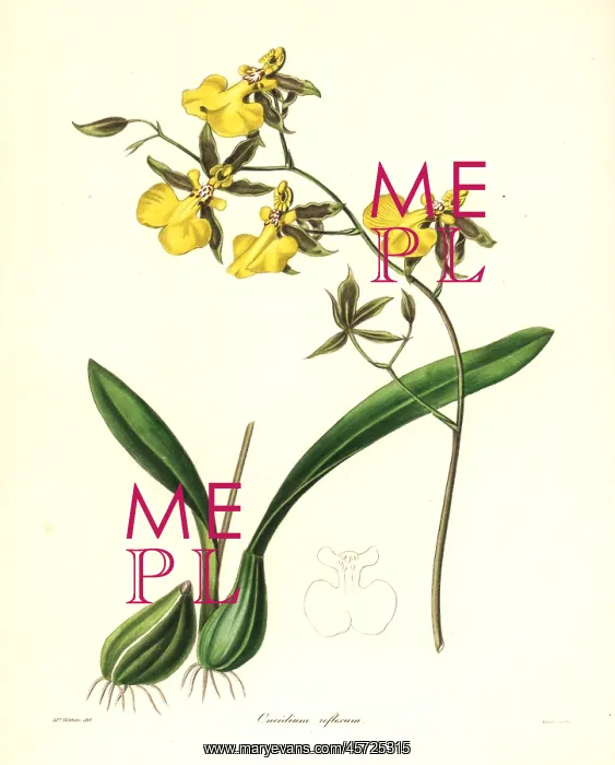 : Reflected oncidium orchid, Oncidium reflexum : Reflected oncidium orchid, Oncidium reflexum