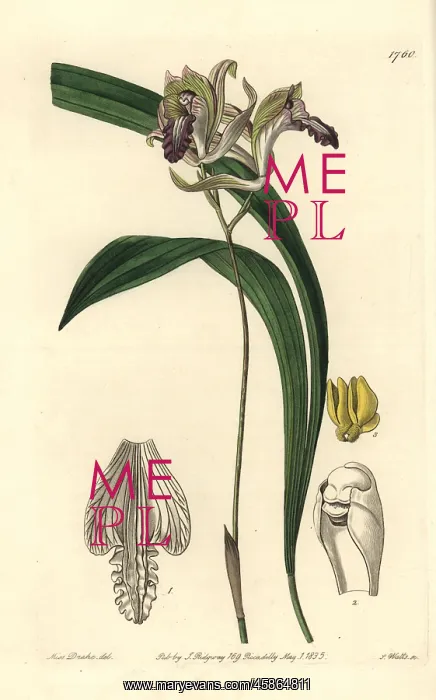 : Reflexed bletia orchid, Bletia reflexa : Reflexed bletia orchid, Bletia reflexa