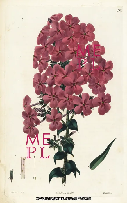 : Reflexed-leaved lychnidea, Phlox reflexa : Reflexed-leaved lychnidea, Phlox reflexa