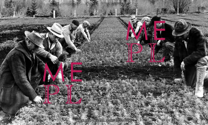 : The reforestation army at work at the Wind ? : The reforestation army at work at the Wind ?