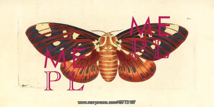 : Regal moth, Citheronia regalis : Regal moth, Citheronia regalis