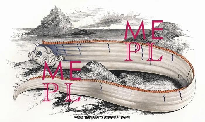 : Regalecus Banskii, or Banks's Oarfish : Regalecus Banskii, or Banks's Oarfish