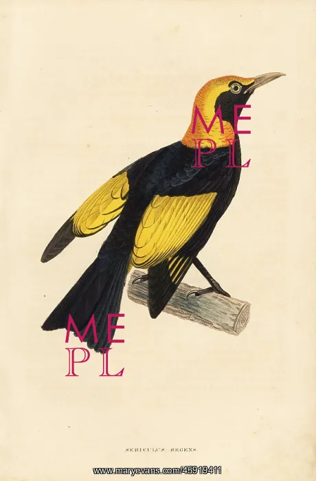 : Regent bowerbird, Sericulus chrysocephalus : Regent bowerbird, Sericulus chrysocephalus