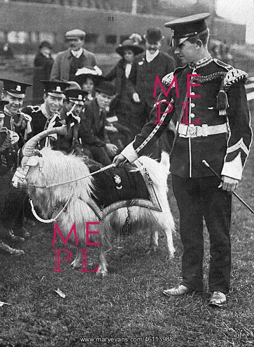 : Regimental goat, mascot of the Welsh Regiment, WW1 : Regimental goat, mascot of the Welsh Regiment, WW1