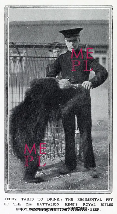 : Regimental pet bear 1910 : Regimental pet bear 1910
