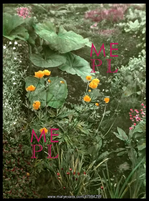 : Detail of Reginald Malby's garden : Detail of Reginald Malby's garden