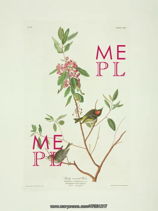 : Regulus calendula, ruby-crowned kinglet : Regulus calendula, ruby-crowned kinglet