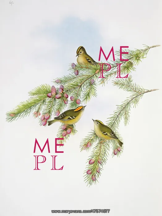 : Regulus cristatus, goldcrest : Regulus cristatus, goldcrest