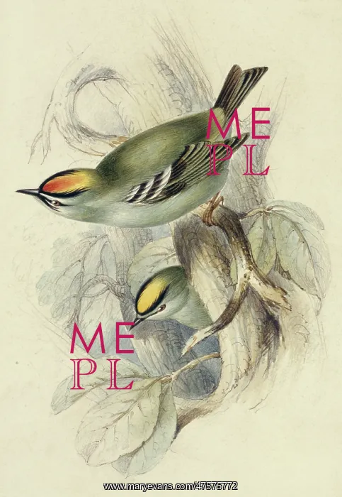 : Regulus regulus, goldcrest : Regulus regulus, goldcrest