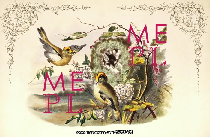 : Regulus regulus, goldcrest : Regulus regulus, goldcrest