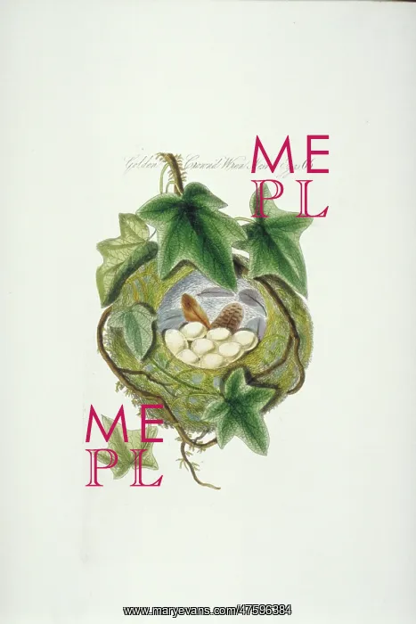  : Regulus regulus, goldcrest nest and eggs