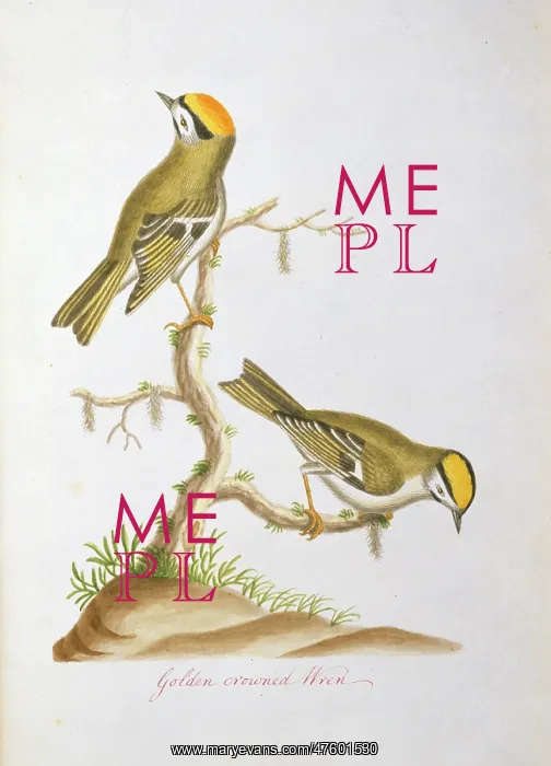 : Regulus satrapa, golden-crowned kinglet : Regulus satrapa, golden-crowned kinglet