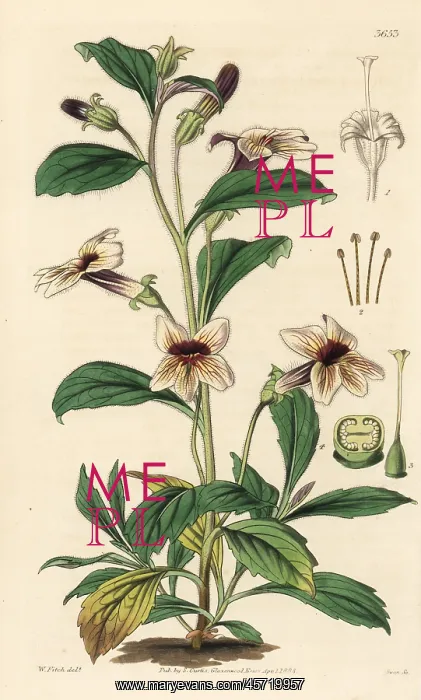 : Rehmannia glutinosa : Rehmannia glutinosa