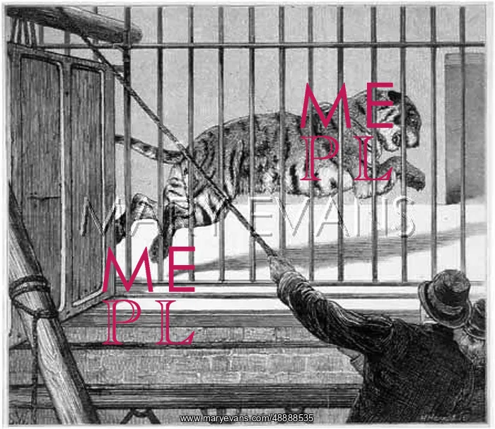 : REHOUSING A TIGER : REHOUSING A TIGER