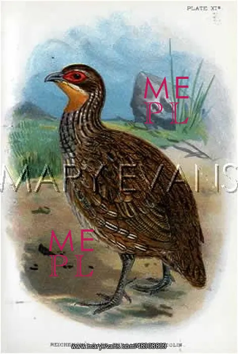 : REICHENOW'S FRANCOLIN : REICHENOW'S FRANCOLIN