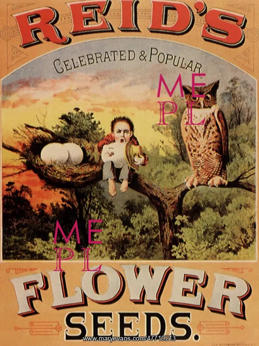  : Reid's Flower Seeds