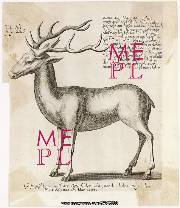 : REINDEER 1597 : REINDEER 1597