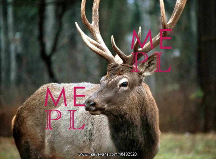 : Reindeer, 1996 : Reindeer, 1996