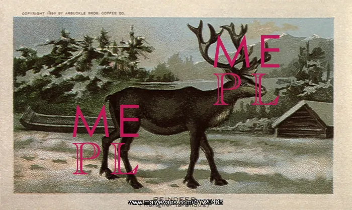  : Reindeer
