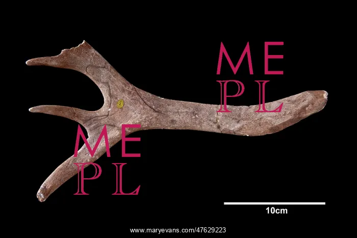 : Reindeer antler from Neschers : Reindeer antler from Neschers