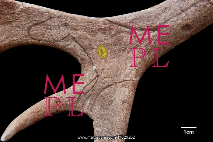 : Reindeer antler from Neschers : Reindeer antler from Neschers