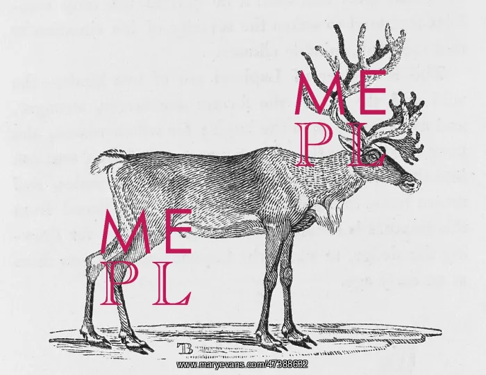 : REINDEER (BEWICK) : REINDEER (BEWICK)