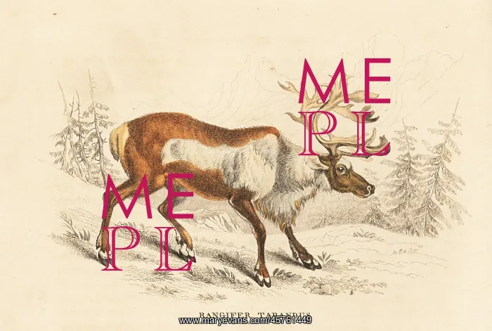 : Reindeer or caribou, Rangifer tarandus : Reindeer or caribou, Rangifer tarandus