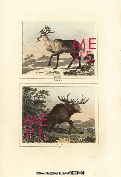 : Reindeer and elk : Reindeer and elk