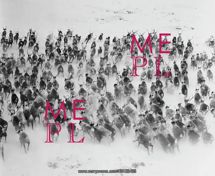 : Reindeer herd, 1970 : Reindeer herd, 1970