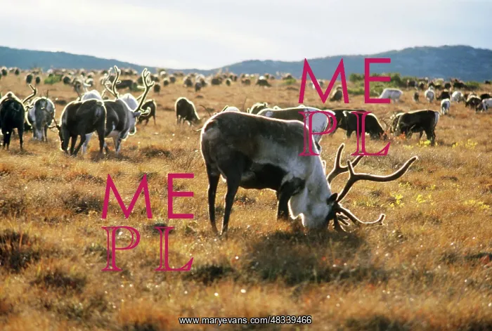 : Reindeer herd, 1979 : Reindeer herd, 1979