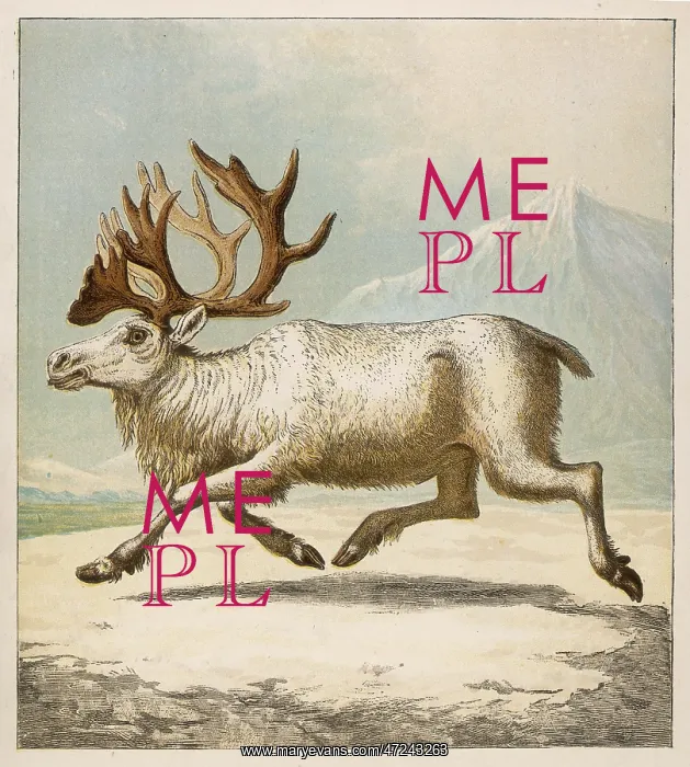  : REINDEER / KRONHEIM