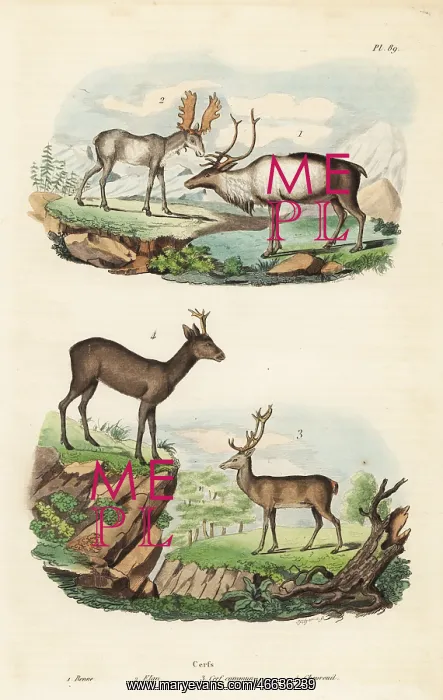 : Reindeer, moose, red deer and roe deer : Reindeer, moose, red deer and roe deer