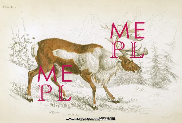  : REINDEER / NATURALIST'S