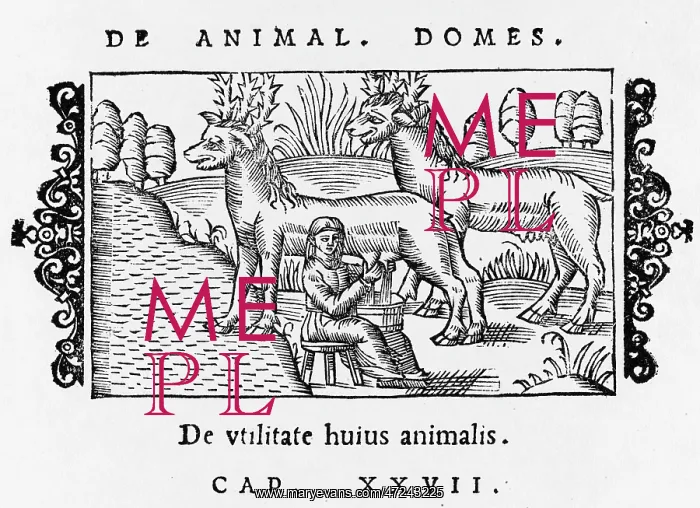  : REINDEER / OLAUS / MILKING