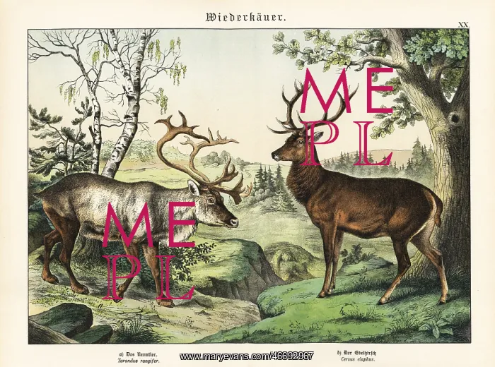 : Reindeer and red deer : Reindeer and red deer