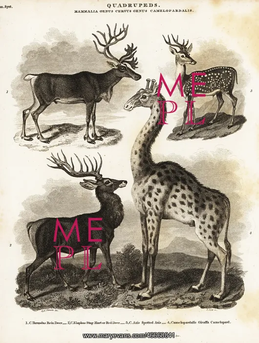 : Reindeer, red deer, axis deer and giraffe : Reindeer, red deer, axis deer and giraffe