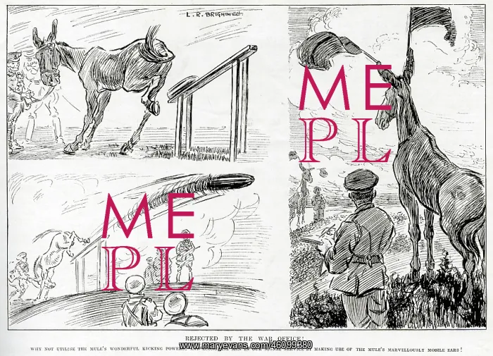  : Rejected by the War Office, Mules put to good use by L. R. B