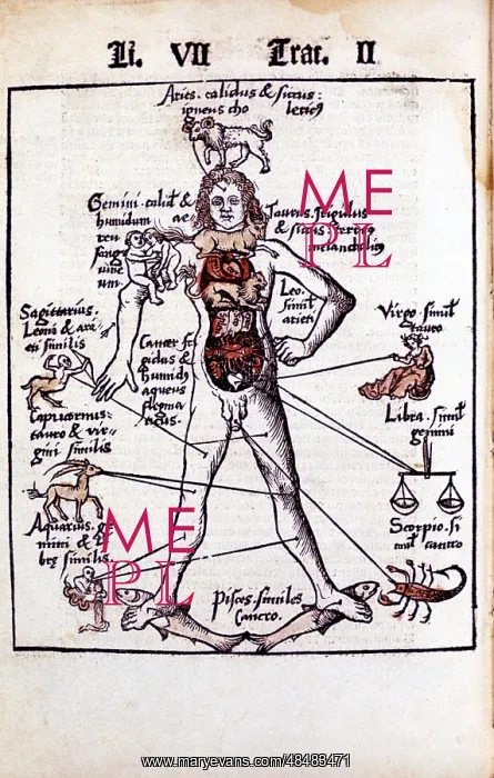 : Relationship of organs of the body, the Humours : Relationship of organs of the body, the Humours