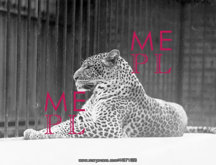  : RELAXED LEOPARD