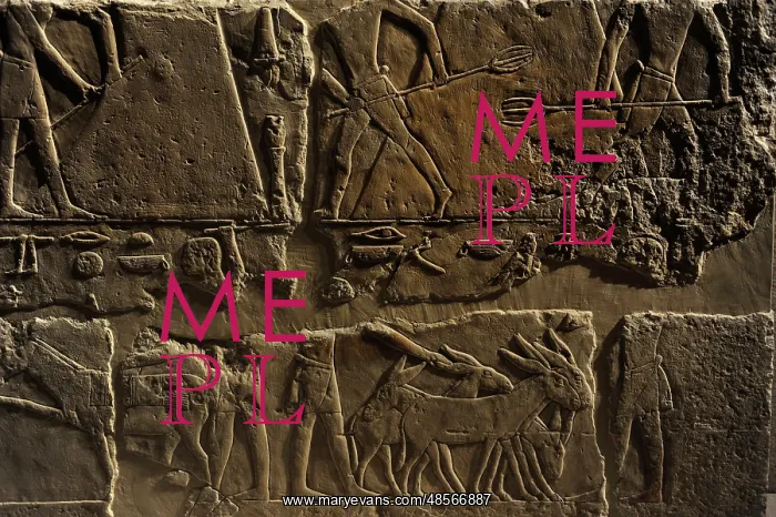 : Relief depicting a phases of harvesting. Egypt : Relief depicting a phases of harvesting. Egypt