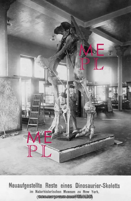 : Remains of a dinosaur skeleton, 1907 : Remains of a dinosaur skeleton, 1907