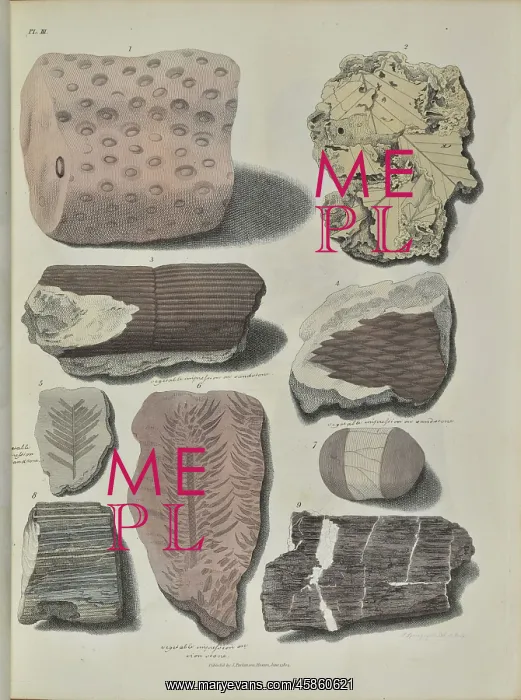  : Remains of fossil plants