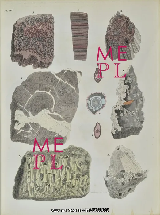 : Remains of fossil plants : Remains of fossil plants