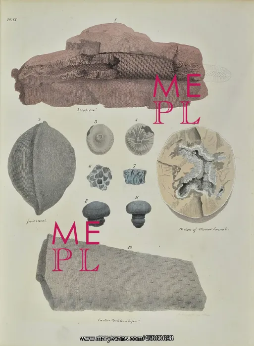 : Remains of fossil plants : Remains of fossil plants