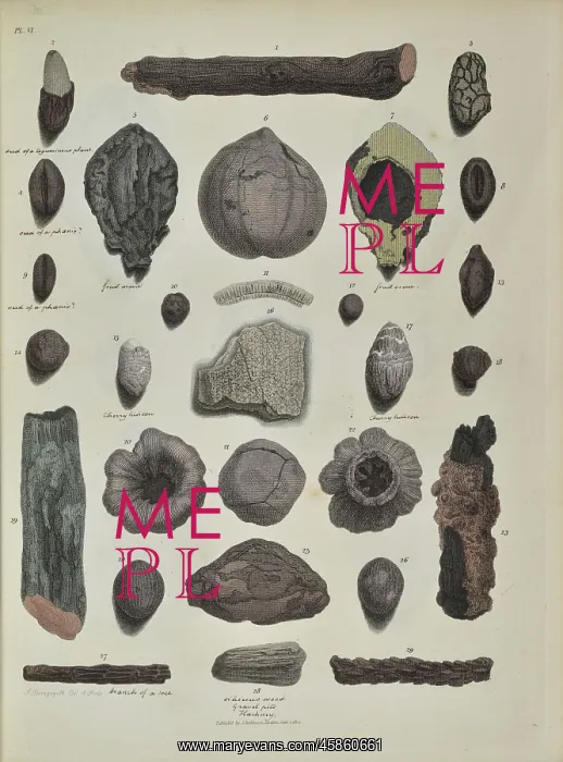 : Remains of fossil plants, including twigs and nuts : Remains of fossil plants, including twigs and nuts